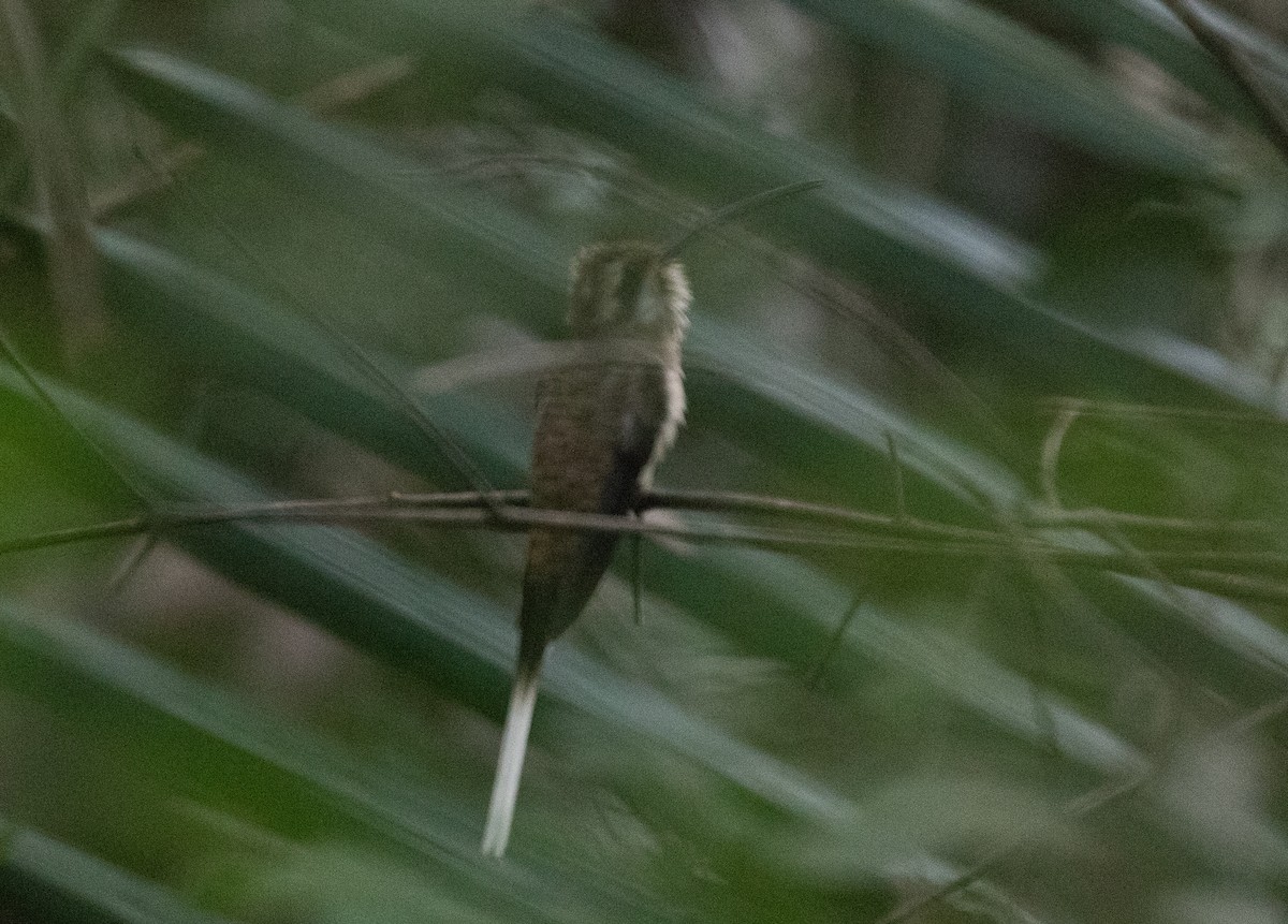 kolibřík západomexický - ML186765501
