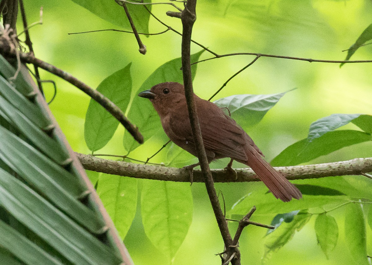 Red-crowned Ant-Tanager - ML186765791