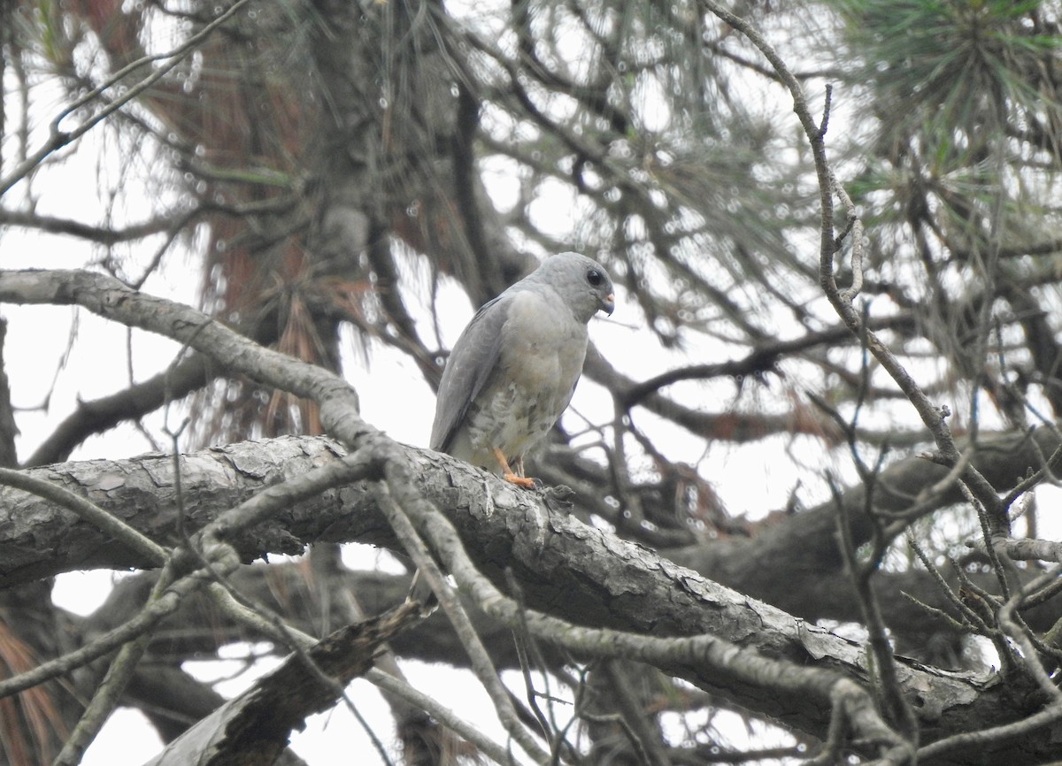 Chinese Sparrowhawk - ML186766801