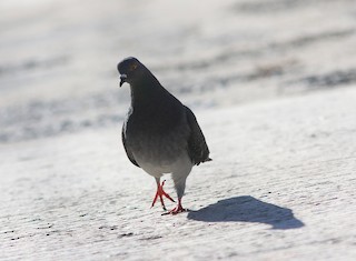Rock Pigeon (Feral Pigeon), ML186768381