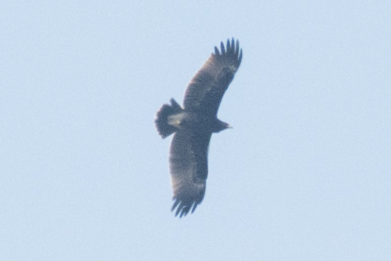 Greater Spotted Eagle - ML186769291