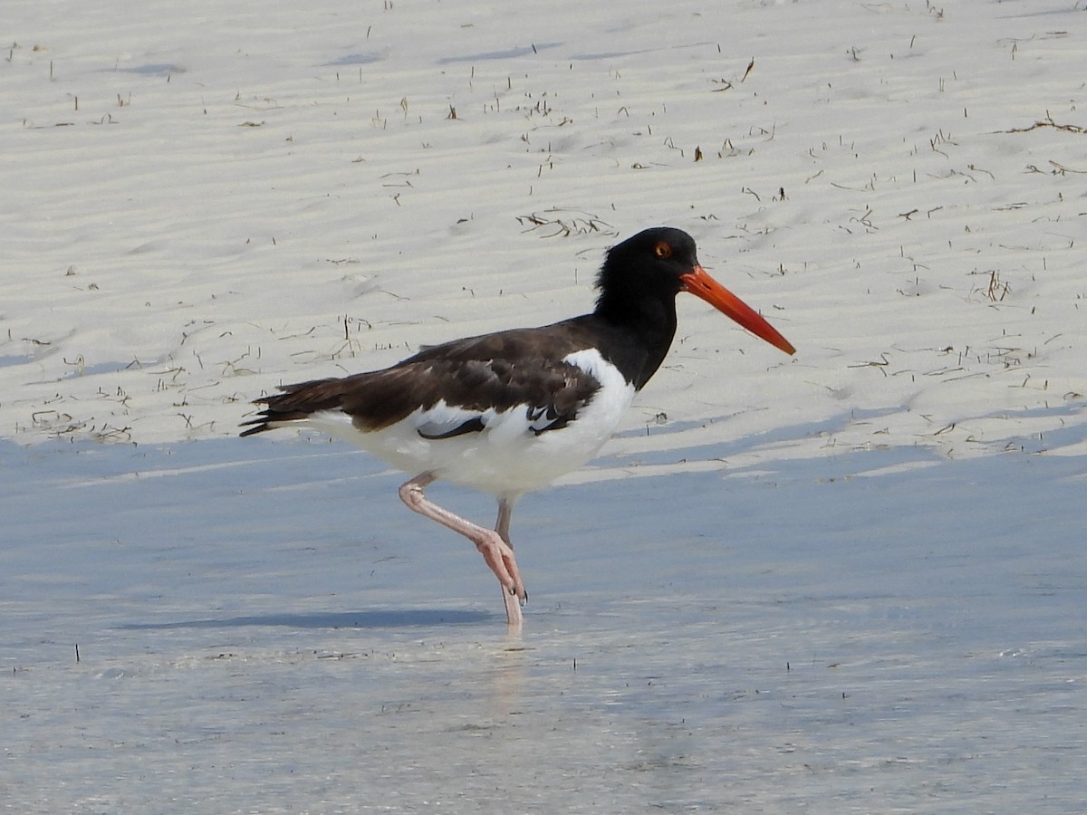 American Oystercatcher - Barry Reed