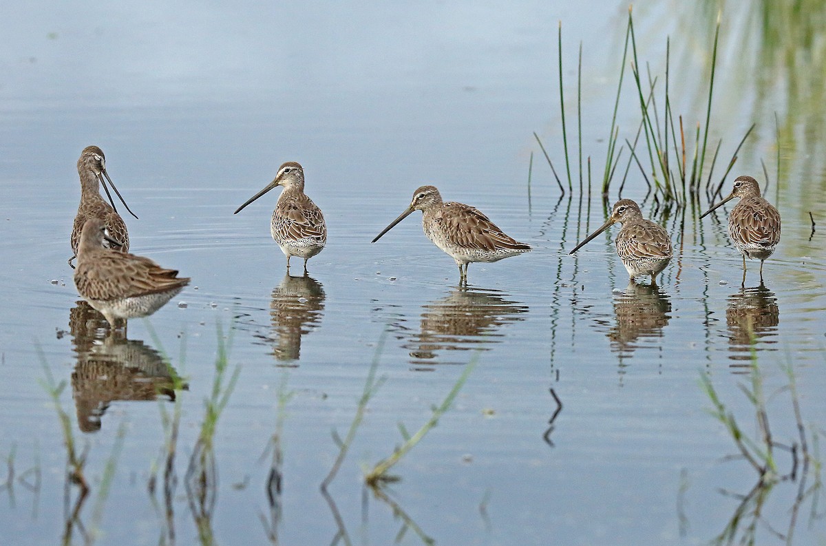 Long-billed Dowitcher - Roger Ahlman