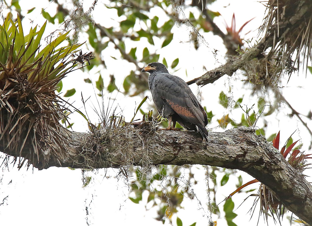 Common Black Hawk (Mangrove) - Roger Ahlman