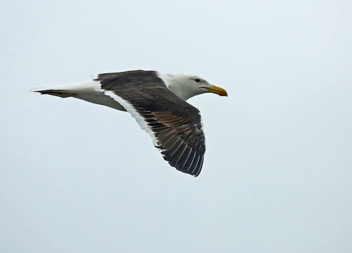 Kelp Gull (dominicanus) - Roger Ahlman
