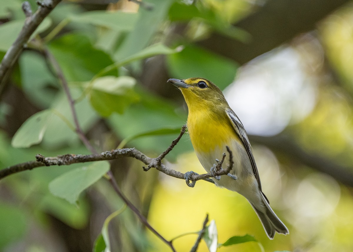 Yellow-throated Vireo - Sheila and Ed Bremer
