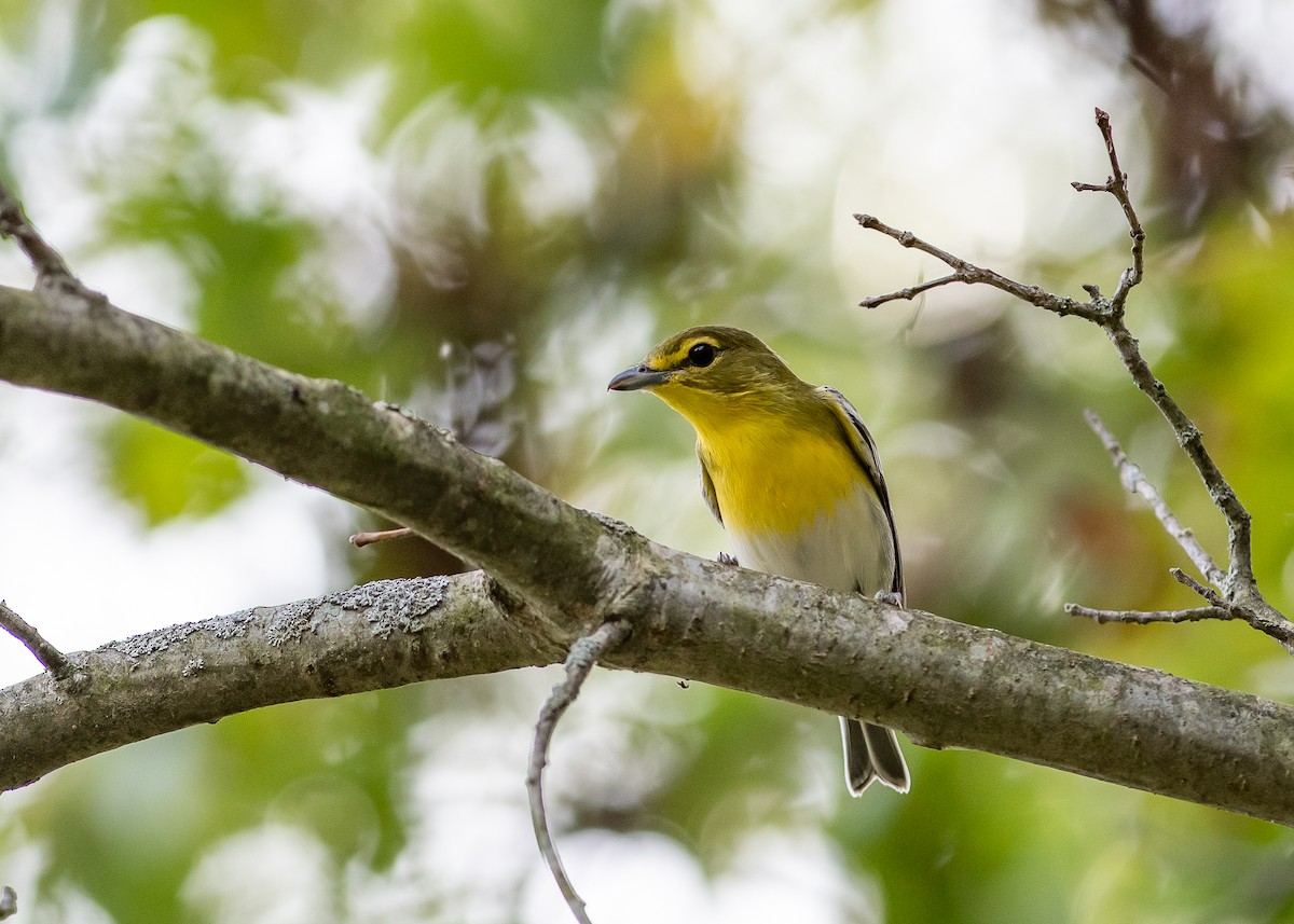 Yellow-throated Vireo - Sheila and Ed Bremer