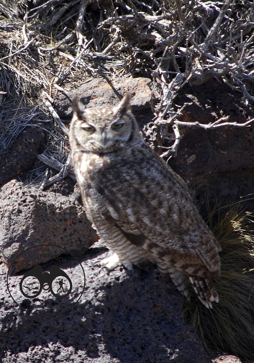 Lesser Horned Owl - Estela  Garrido