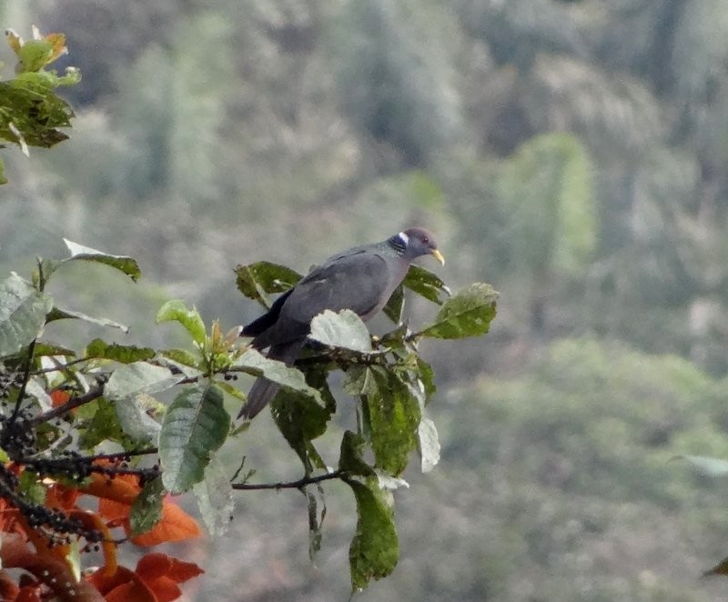 Band-tailed Pigeon - Celeste Paiva