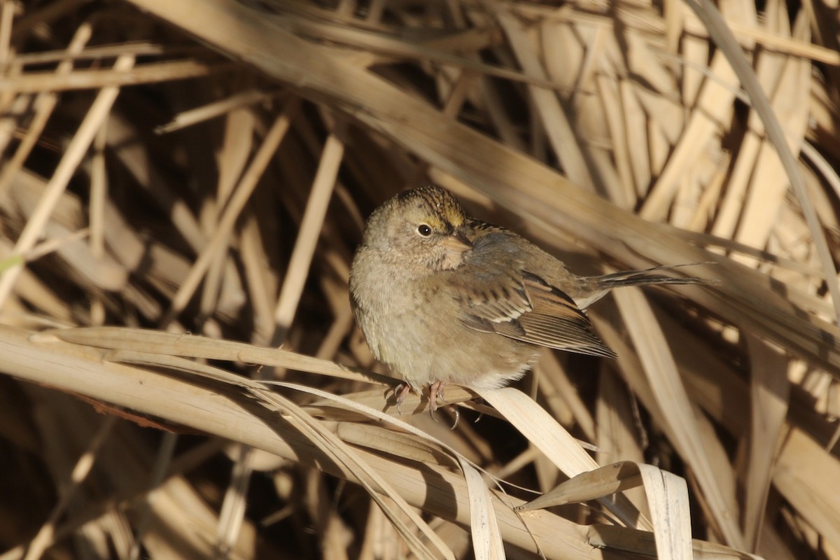 Golden-crowned Sparrow - Roger Woodruff