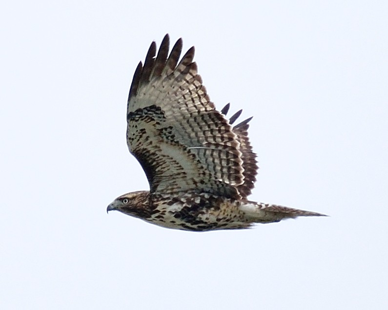 Red-tailed Hawk - ML186788741