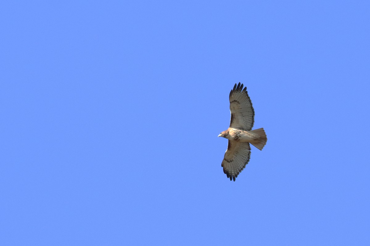 Red-tailed Hawk - ML186789191