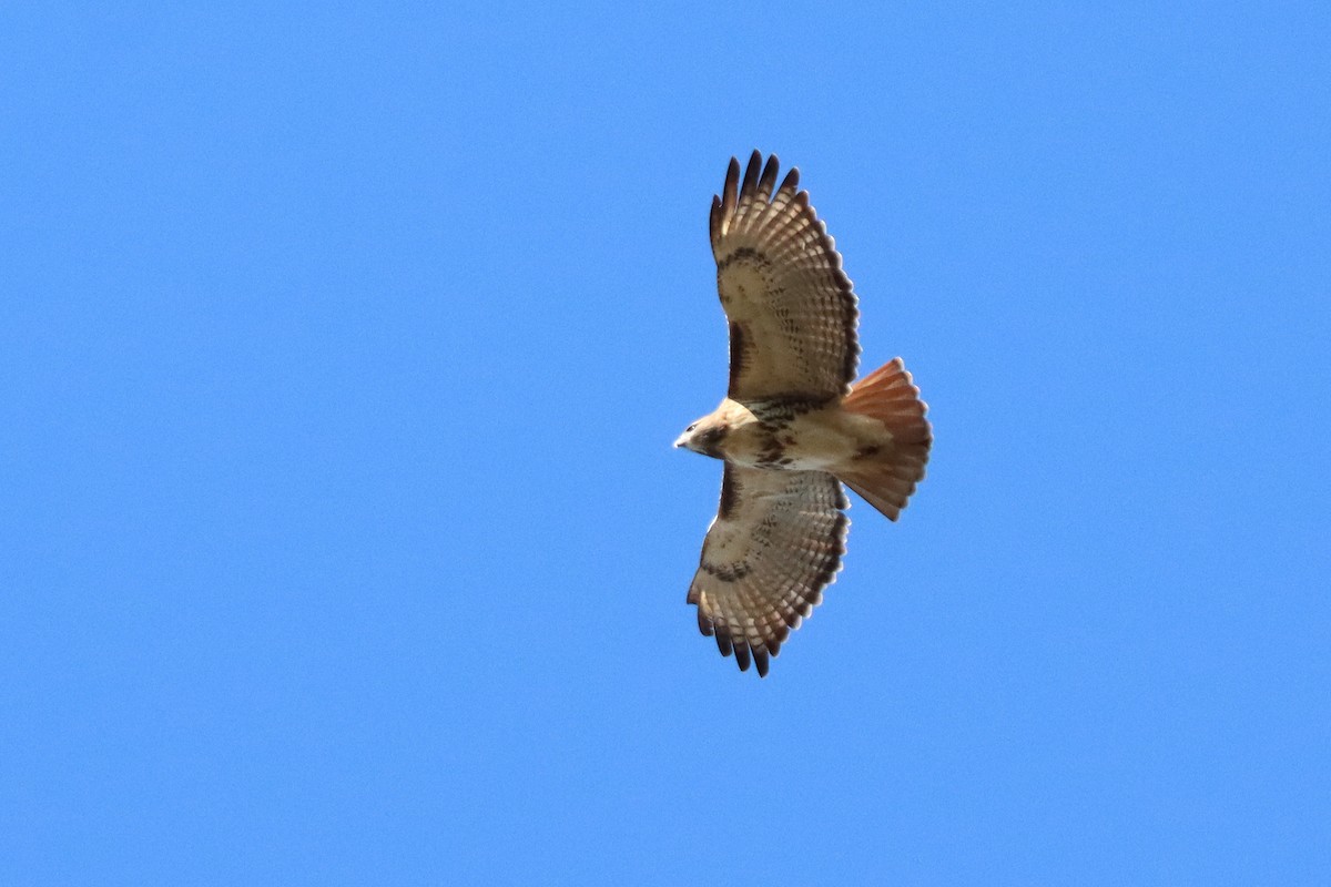 Red-tailed Hawk - ML186789201