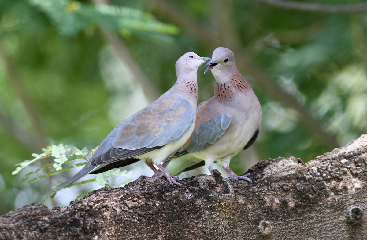 Laughing Dove - Anabel&Geoff Harries