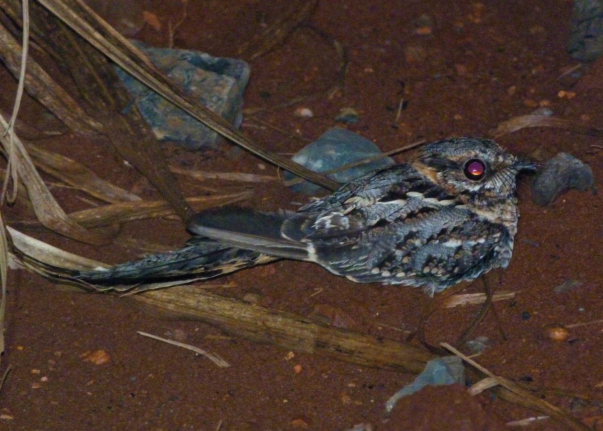 Scissor-tailed Nightjar - ML186791201