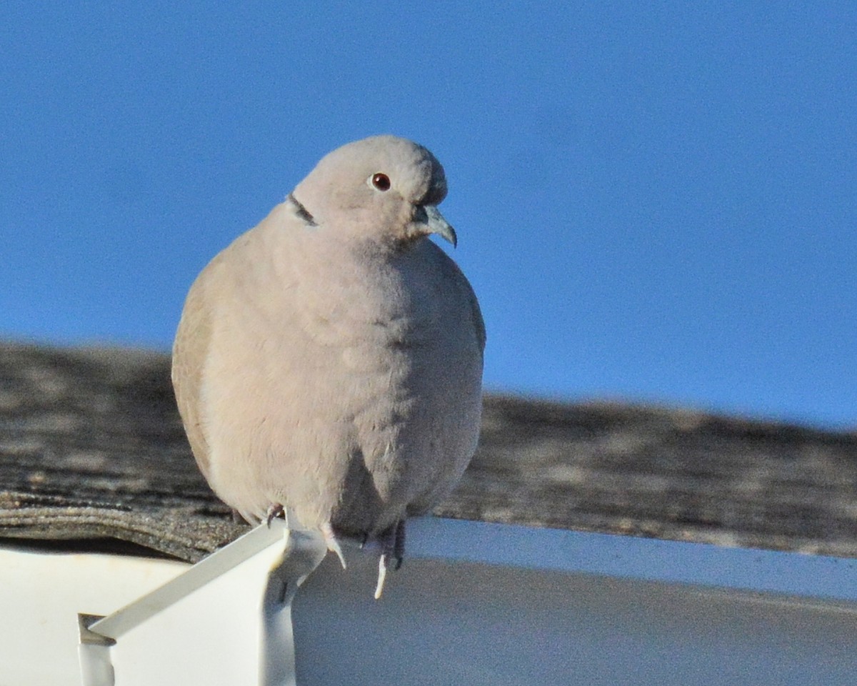 Eurasian Collared-Dove - ML186791951