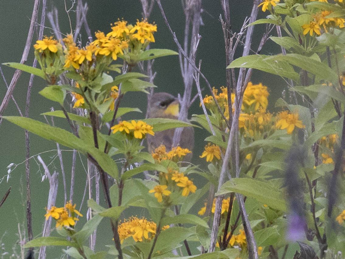 Gray-crowned Yellowthroat - ML186793561