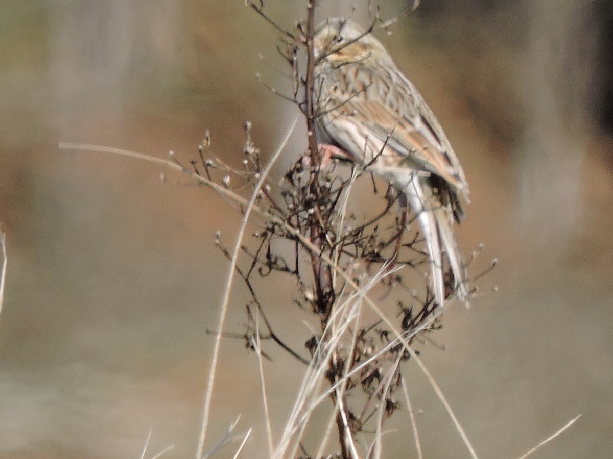 Savannah Sparrow - Karen Fiske