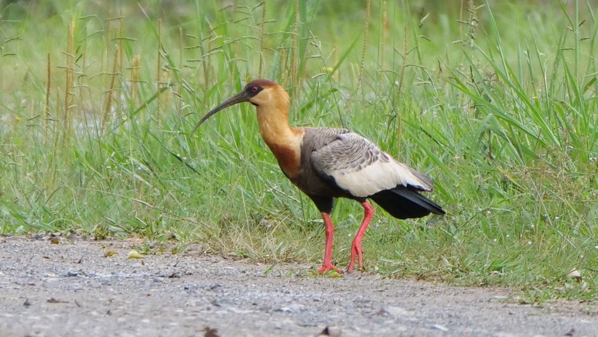 Buff-necked Ibis - Mike Grant