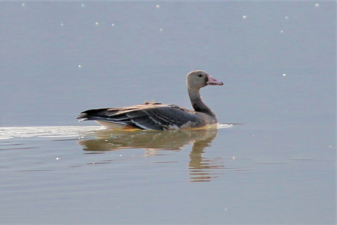 Greater White-fronted Goose - ML186799611