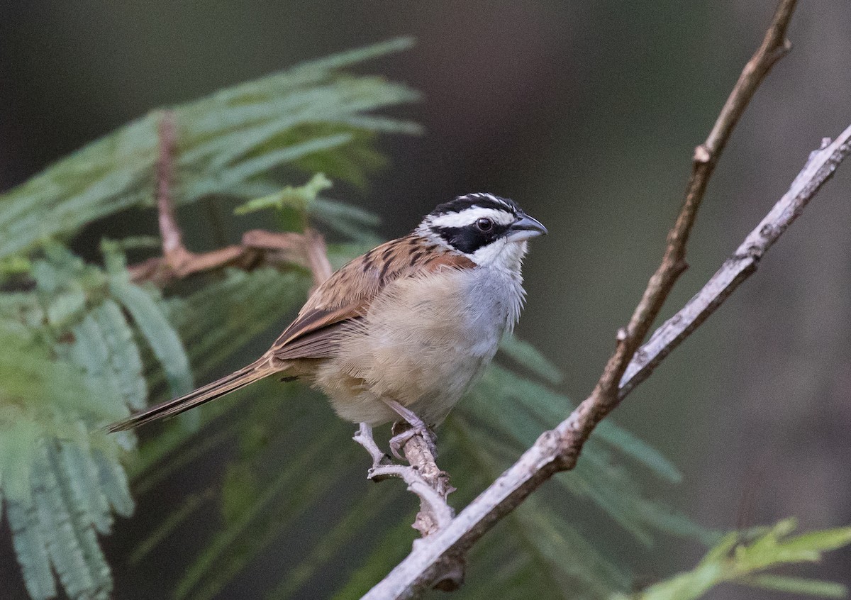 Stripe-headed Sparrow - Simon Best