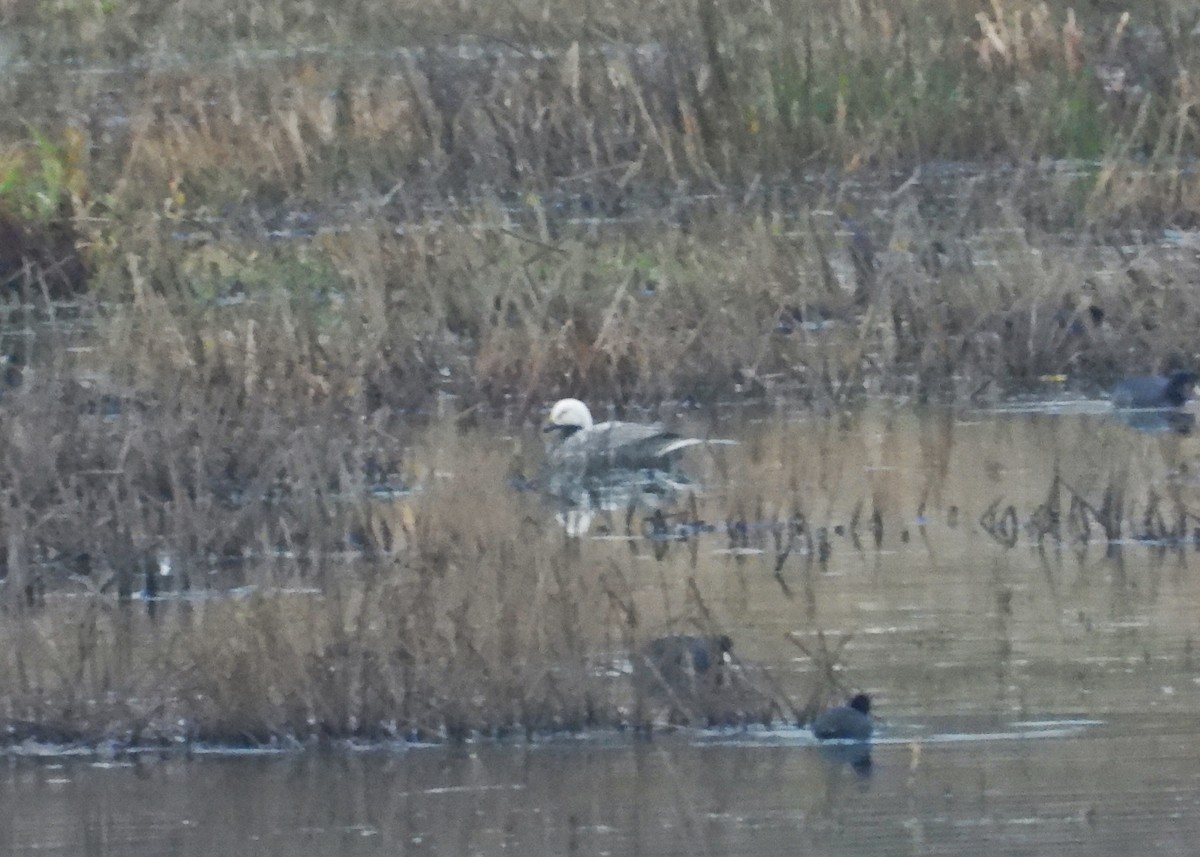 eBird Checklist 9 Nov 2019 Sauvie IslandReeder Rd. Observation