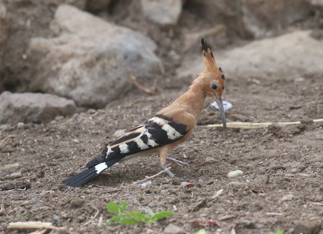 Upupa epops senegalensis, Lateral View. - Eurasian Hoopoe - 