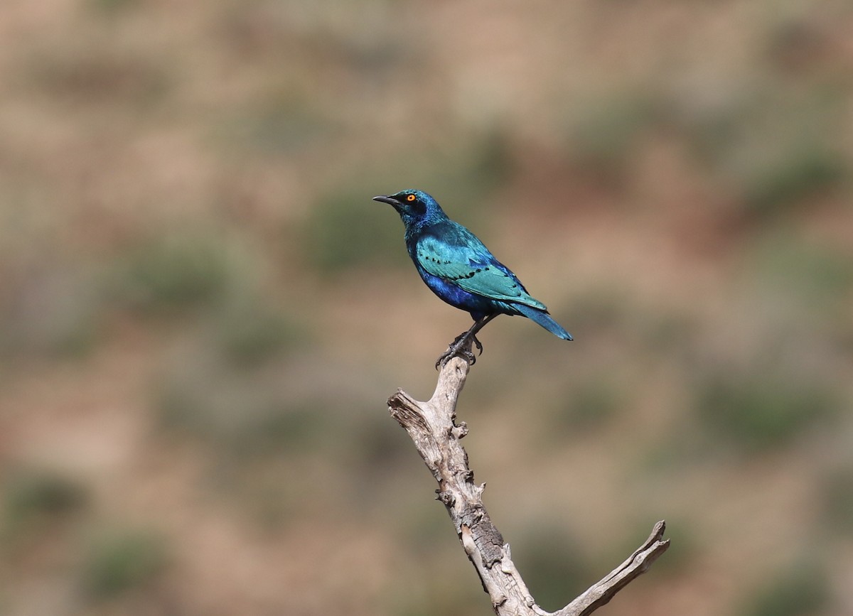 Greater Blue-eared Starling - Fikret Ataşalan