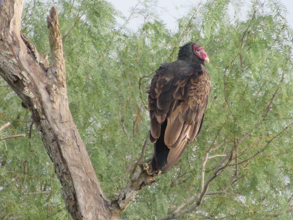 Turkey Vulture - Jim Howe