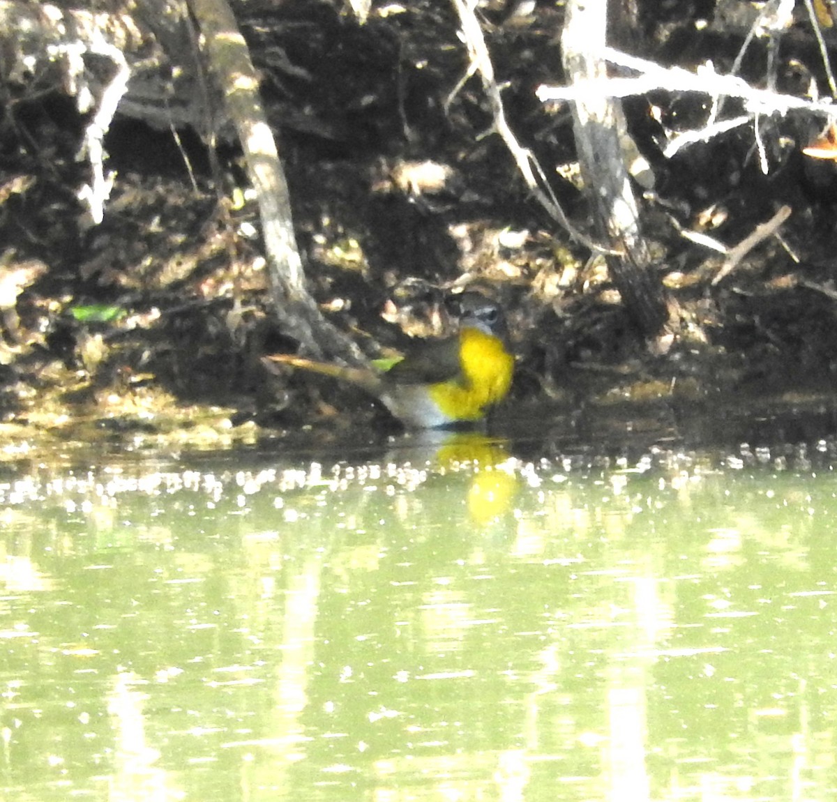 Yellow-breasted Chat - ML186827271