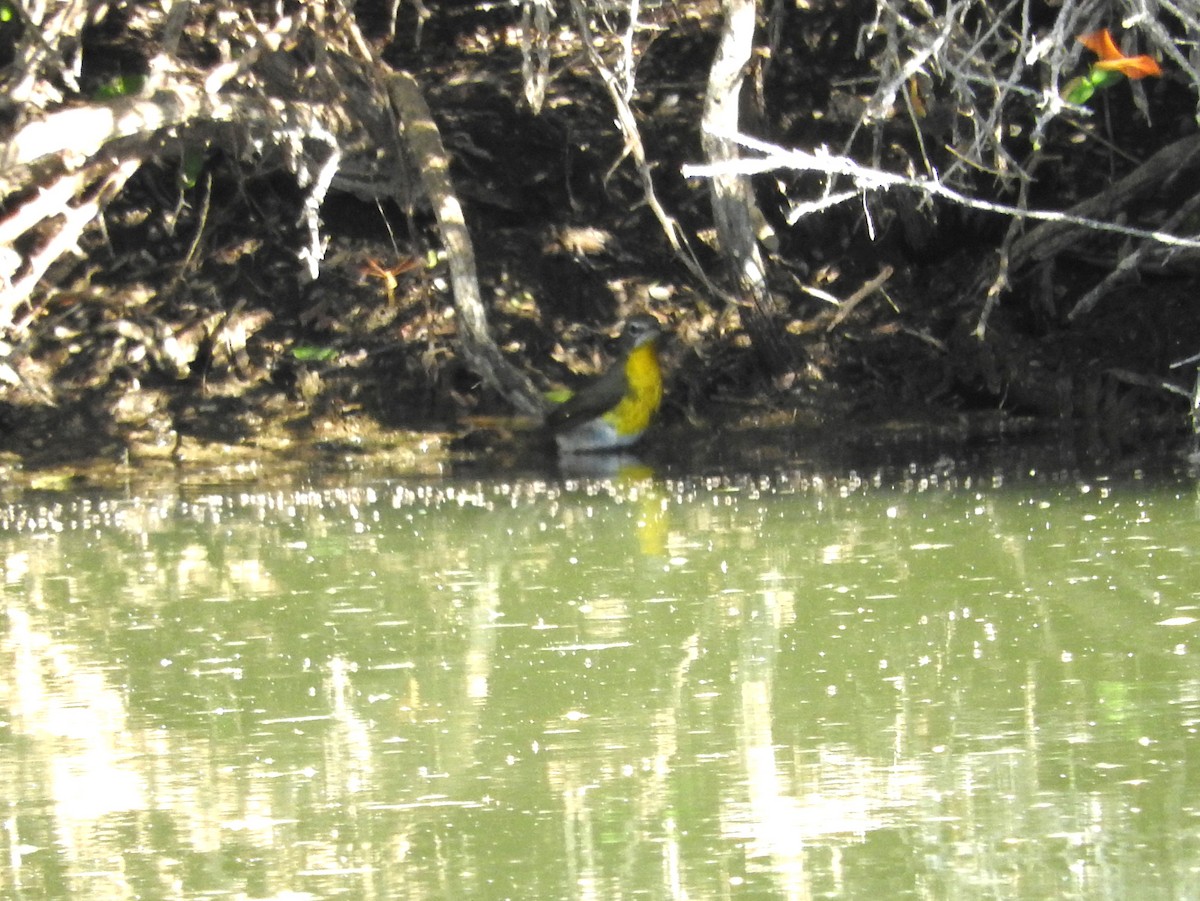 Yellow-breasted Chat - ML186827281