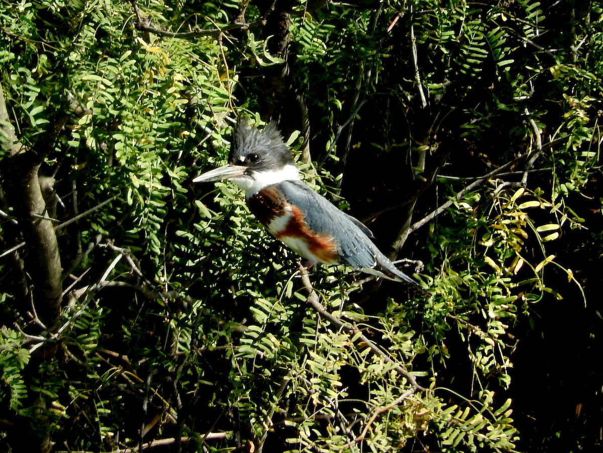 Belted Kingfisher - ML186827491