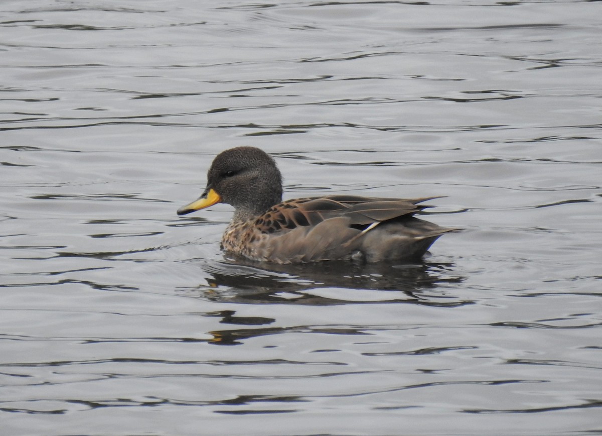 Yellow-billed Teal - Dave Helliar