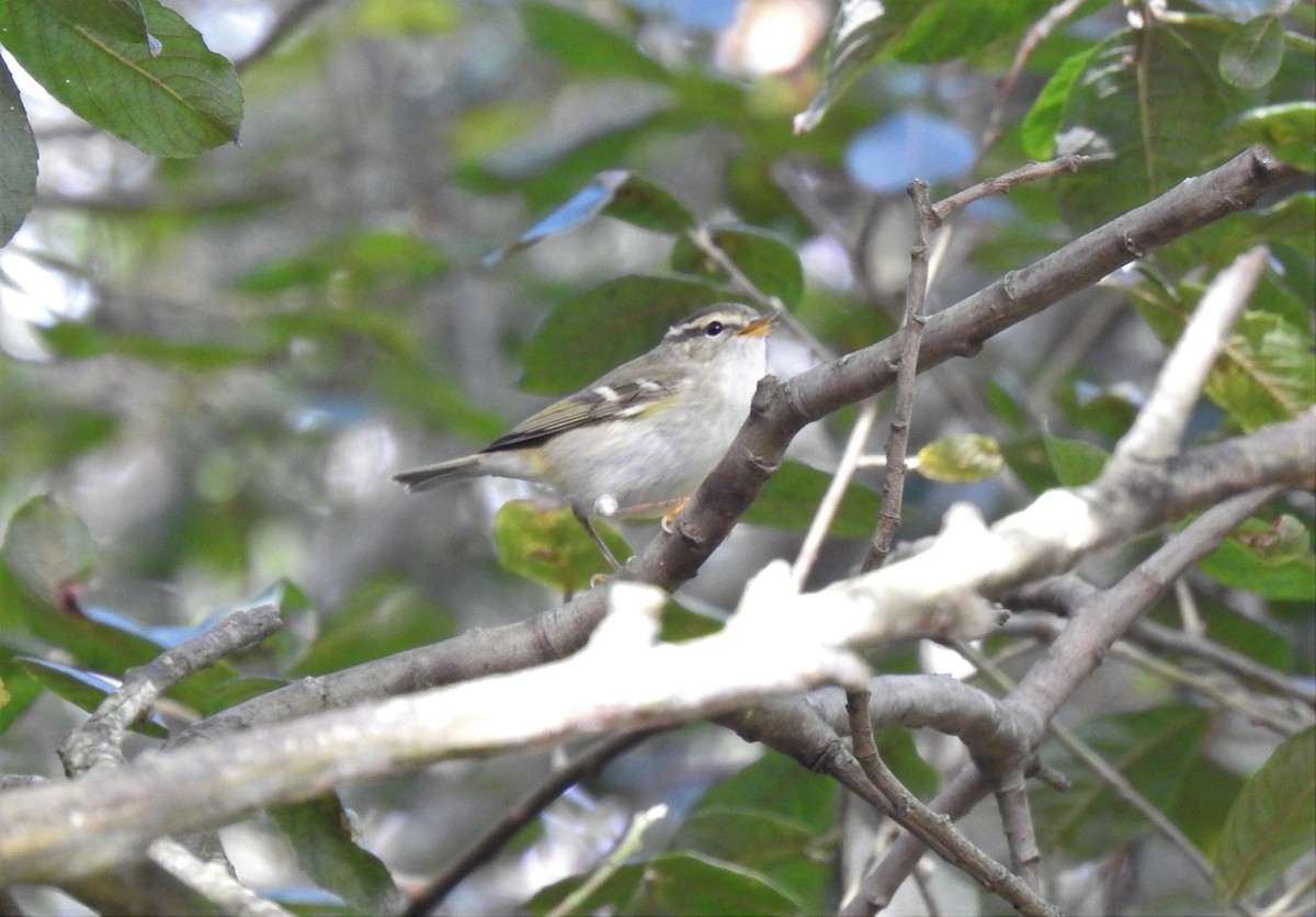Yellow-browed Warbler - ML186837501