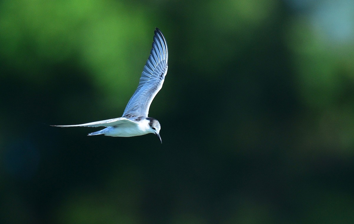 Whiskered Tern - paul griffin