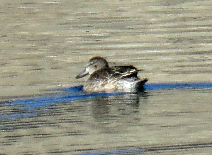 Blue-winged Teal - ML186841831