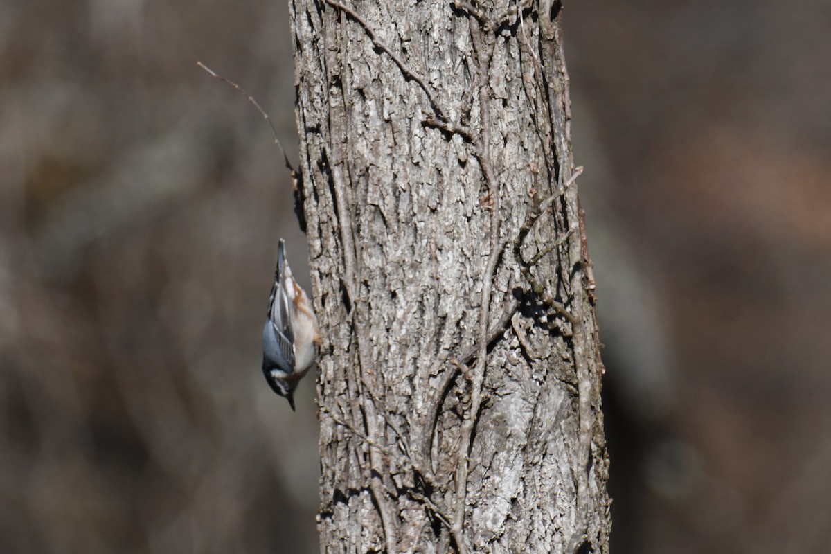 White-breasted Nuthatch - ML186843051