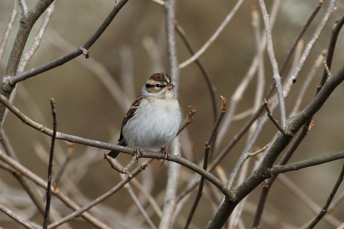 Chipping Sparrow - ML186848091
