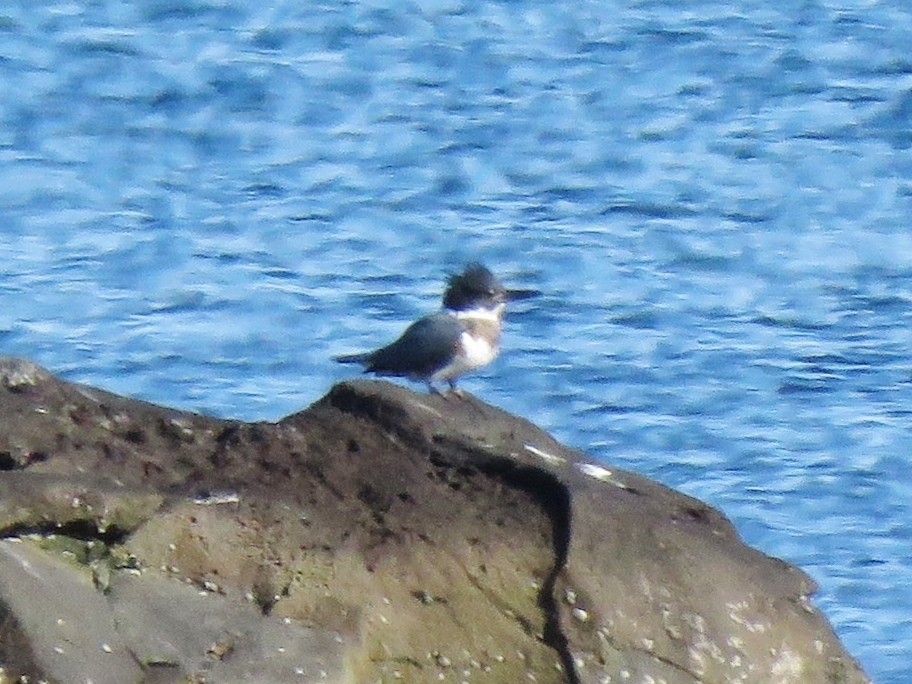 Belted Kingfisher - ML186848781