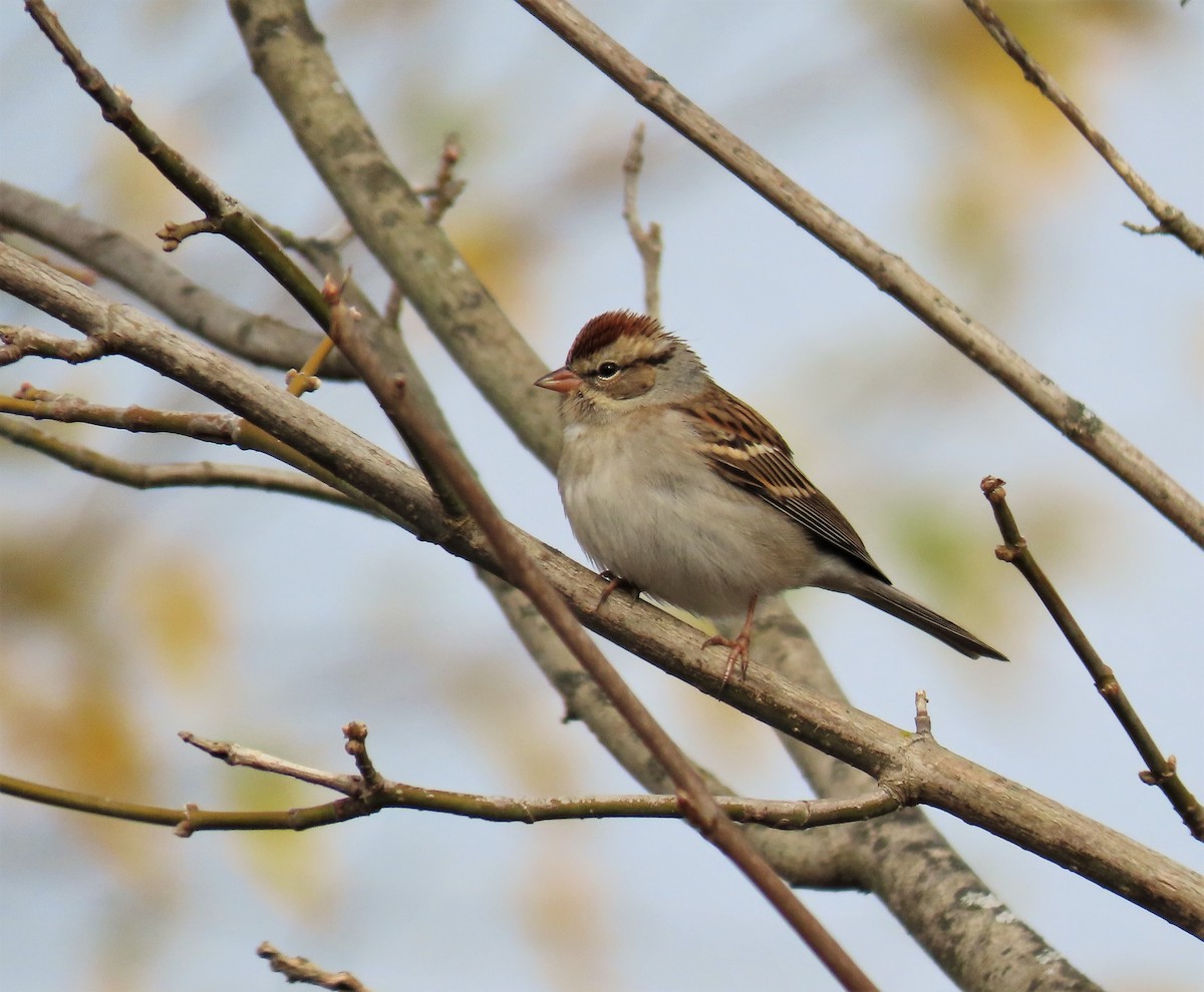 Chipping Sparrow - ML186850511