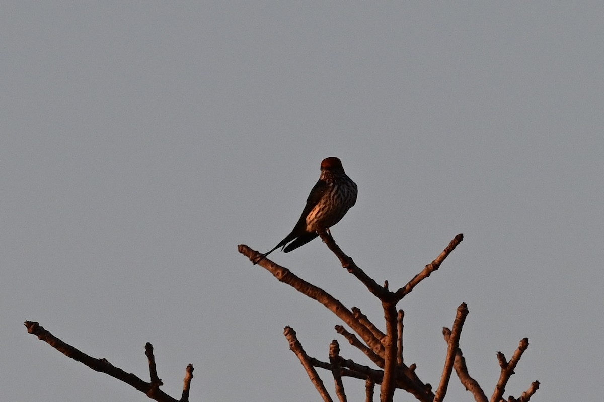 Lesser Striped Swallow - ML186851291