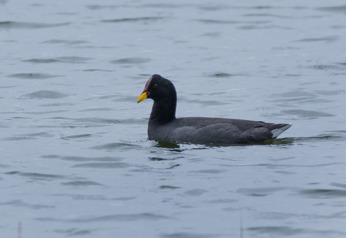 Red-fronted Coot - LUCIANO BERNARDES