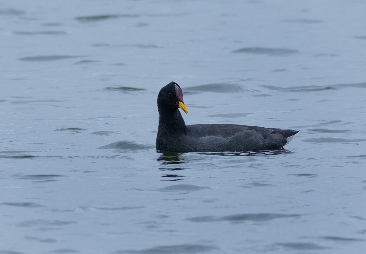 Red-fronted Coot - ML186851411