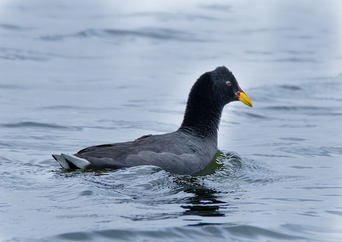 Red-fronted Coot - ML186851421