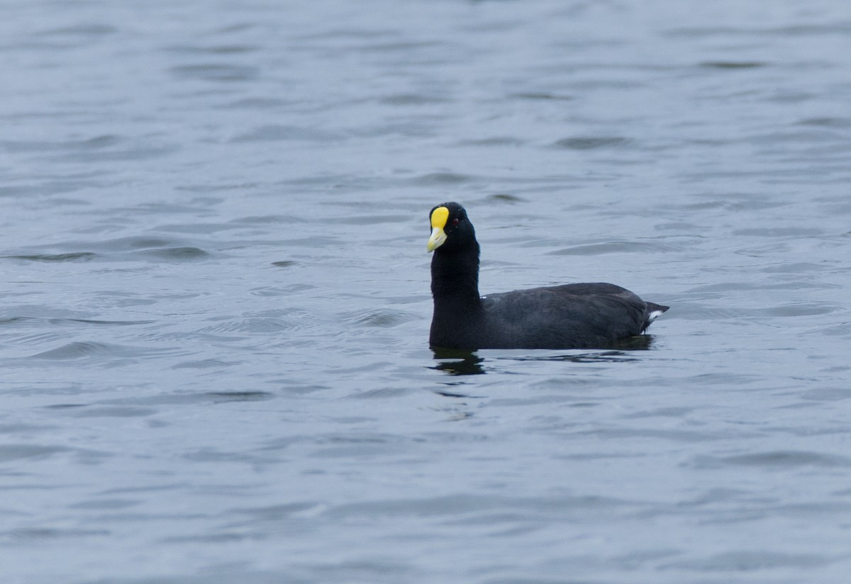 White-winged Coot - ML186851531