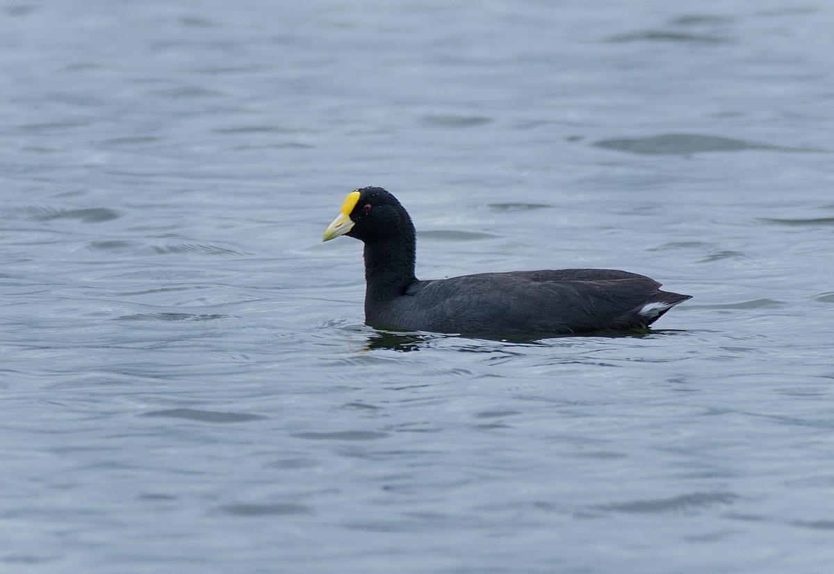 White-winged Coot - ML186851541