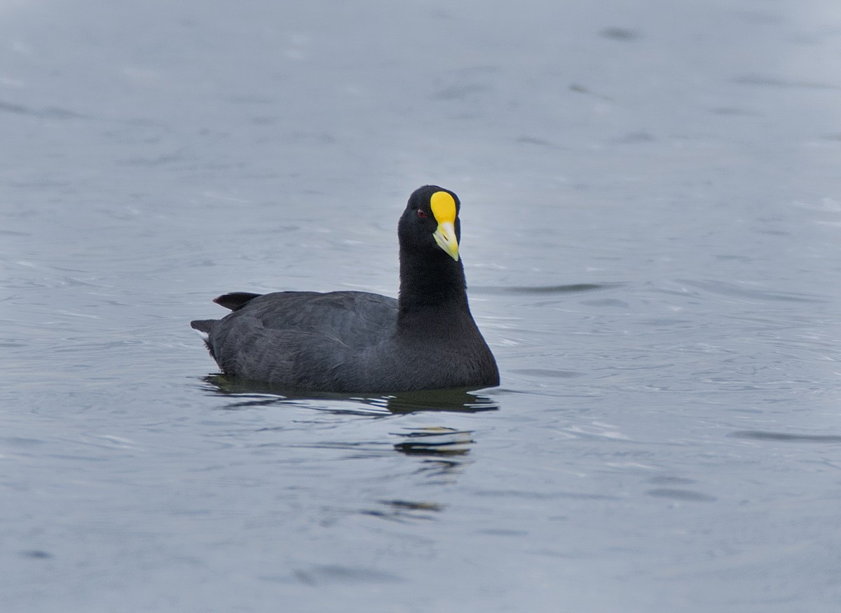 White-winged Coot - ML186851551