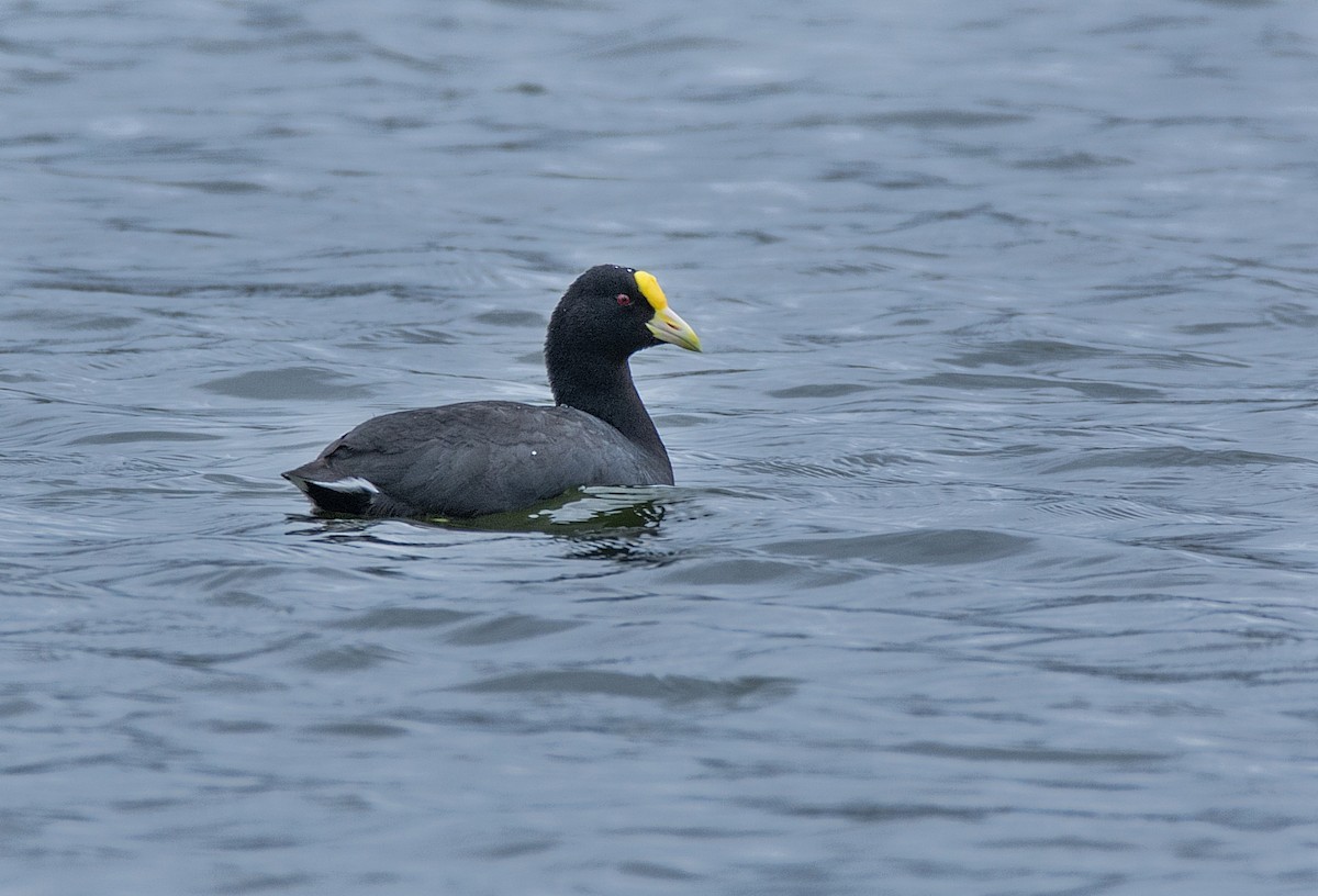 White-winged Coot - ML186851561