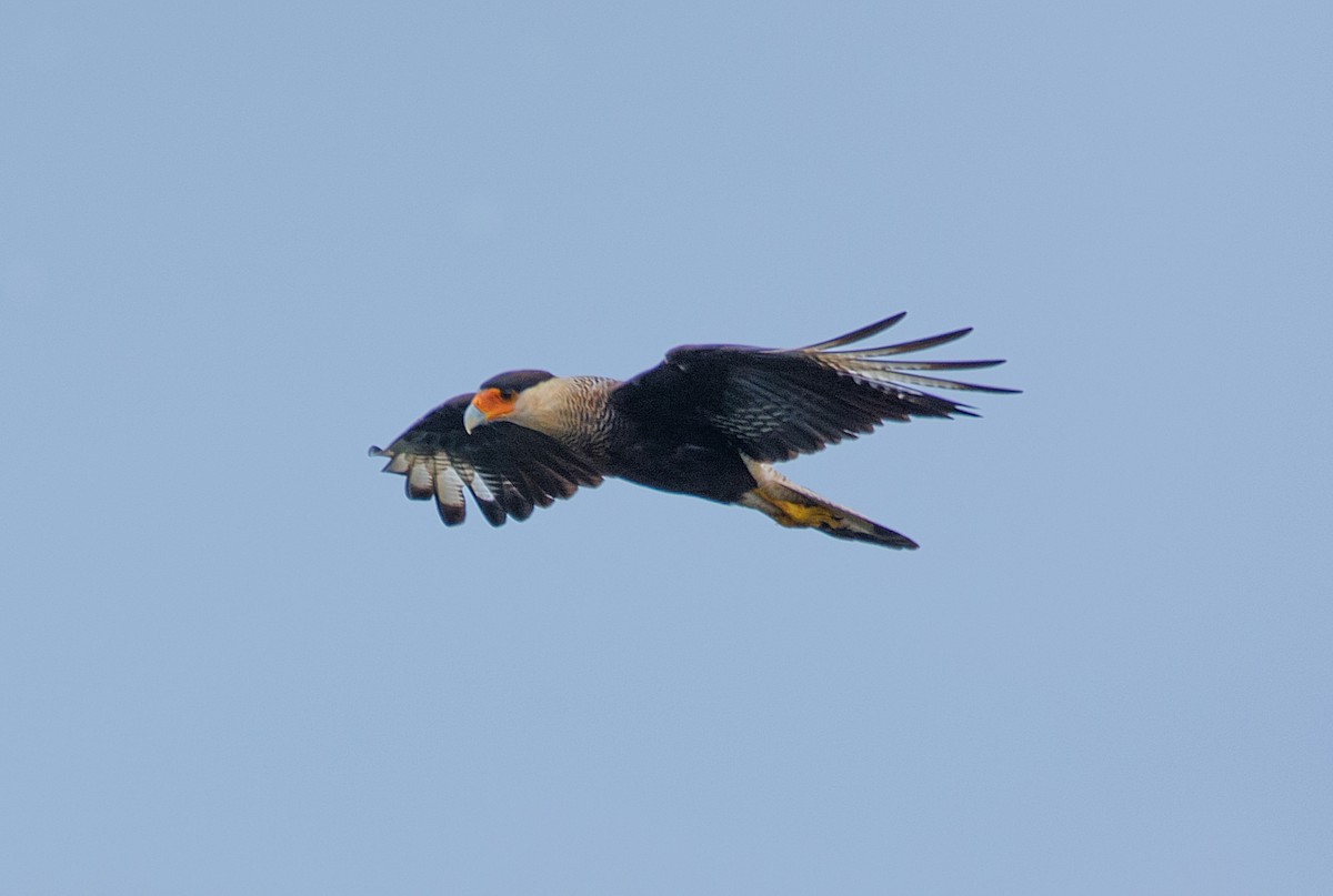 Crested Caracara (Southern) - ML186851691