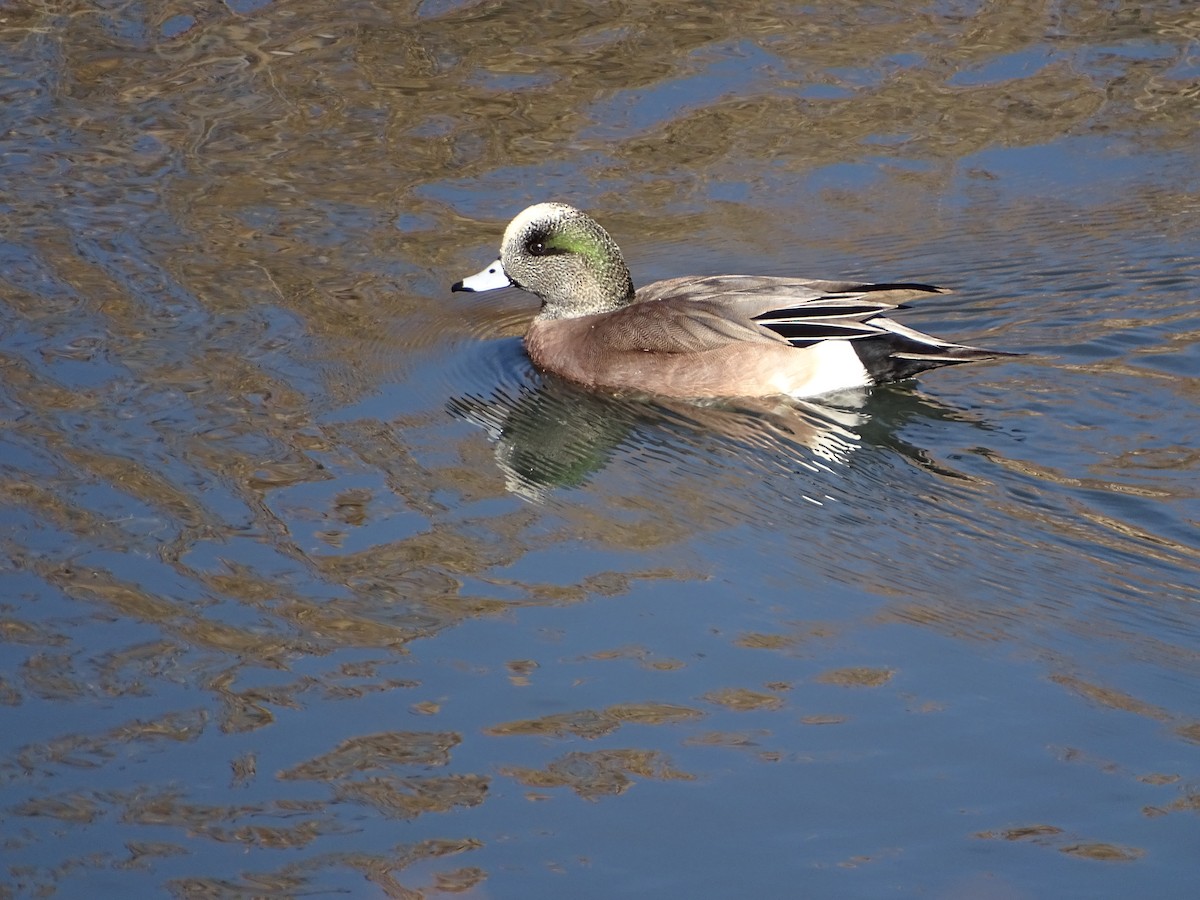 American Wigeon - Kevin Williams